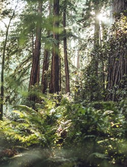 High green trees in forest in summer